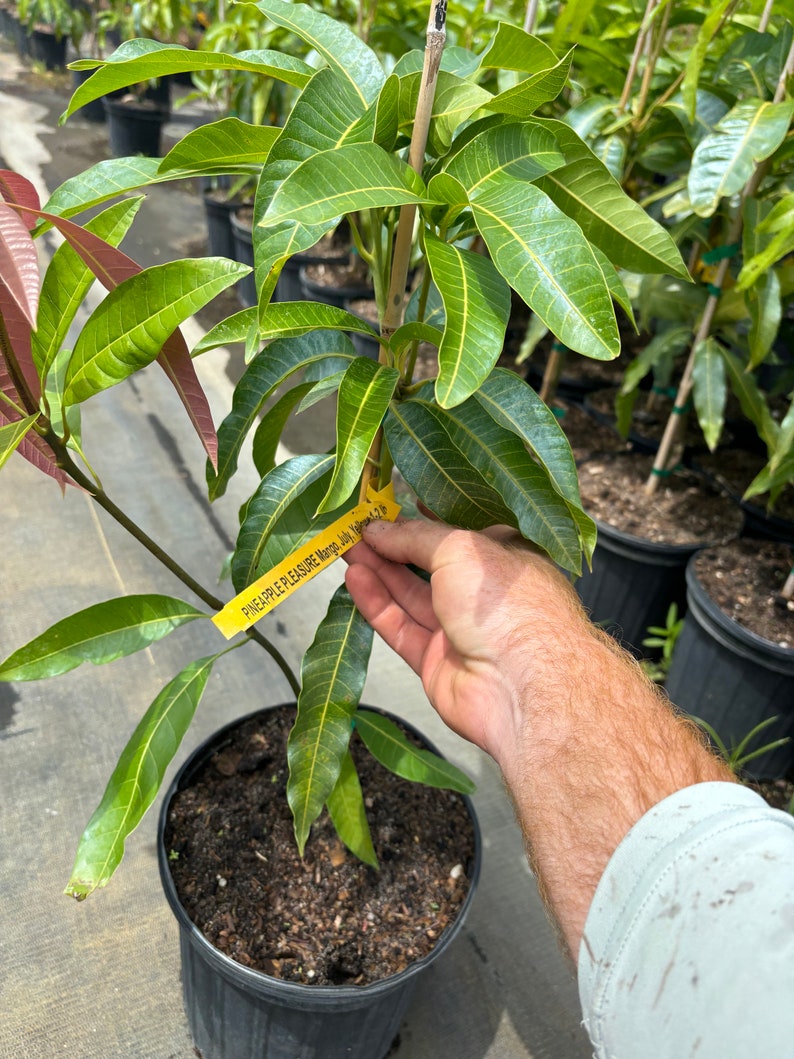 May include: A young mango tree in a black pot with green leaves and a yellow tag that reads "PINEAPPLE PLEASURE Mango, July, Kaliman 1.2". The tree is in a nursery setting with other potted plants in the background.