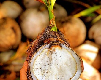 Sprouted Coconut Fruit 2 per order! (Free shipping)