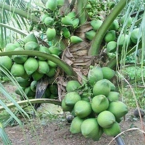 Rare Dwarf Green Malayan Costa Rican Certified Sprouted Coconut 2-3Ft tall