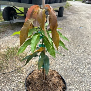 Grafted All Summer Mango, 3 gallon pot, Free Shipping! No California