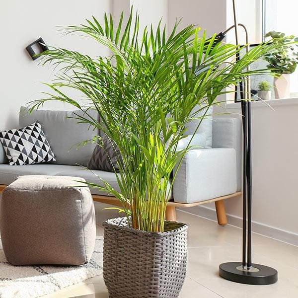 Areca Palm Olla de 1 galón de 14-20 pulgadas de alto- ¡ENVÍO GRATIS!