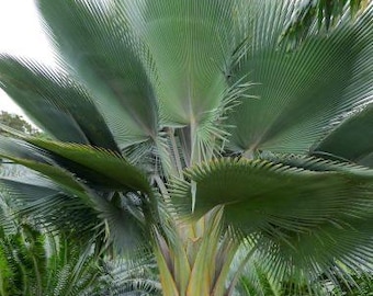 3g Copernicia Fallensis, Free Shipping!