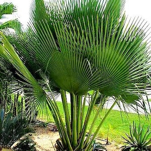Extremely Rare Copernicia Gigas Palm - 3 Gallon Pot, Fully Rooted, Free Shipping!