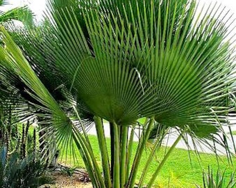 Extremely rare Copernecia Gigas, 3 gallon pot, Fully Rooted, Free Shipping!
