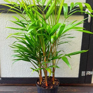 May include: A potted plant with vibrant green leaves and reddish-brown stems. The plant is in a black plastic pot, set against a backdrop of a white wall and dark wooden deck. The plant's leaves are long and slender.