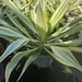 Variegated False Agave FREE SHIPPING - Etsy