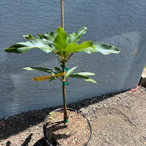 May include: A young mango tree in a black plastic pot. The tree has vibrant green leaves and a slender trunk supported by a bamboo stake. A yellow tag reads "Xoai Tuong Mango". The pot sits on a bed of mulch and small stones.