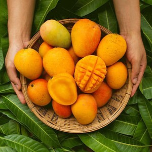 May include: A woven basket filled with ripe, orange mangoes, some halved to reveal the juicy flesh. The basket is held by hands and surrounded by lush green leaves, creating a vibrant, tropical scene.