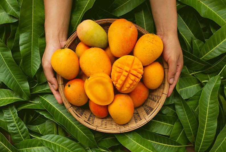 May include: A woven basket filled with ripe, orange mangoes, some halved to reveal the juicy flesh. The basket is held by hands and surrounded by lush green leaves, creating a vibrant, tropical scene.