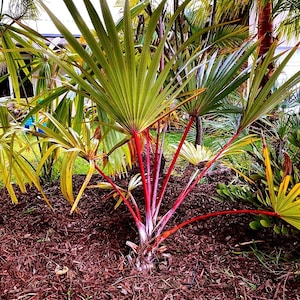 LARGE! Red Latin Palm, (Scientific name- Latania Lontaroides) Rare Endangered Palm!  FREE SHIPPING! 3 gallon Pot, 100% Fully Rooted!
