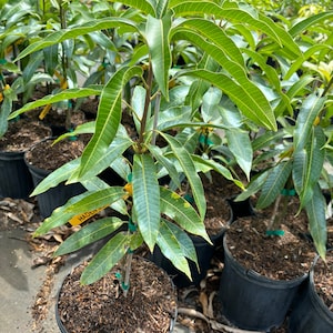 Grafted Haden Mango, 3 gallon pot, Free Shipping! No California
