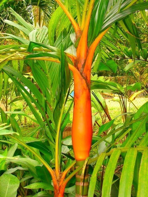 pruning dracaena massangeana Massangeana Dracaena – Pike Nursery