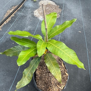 Grafted Cotton Candy Dwarf Mango, 3 gallon pot, Free Shipping! No California