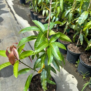 May include: A young mango tree in a black pot, with vibrant green leaves and reddish-brown new growth. The tree is supported by a bamboo stake. Other potted trees are visible in the background, suggesting a nursery setting.