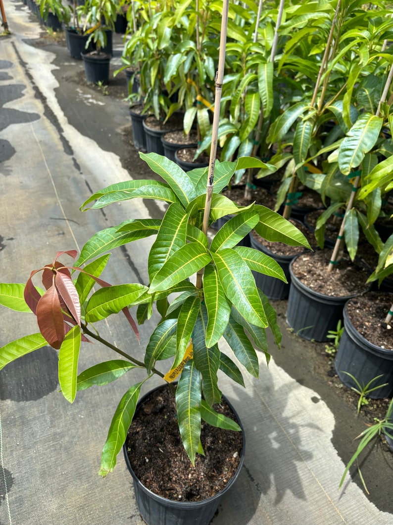 May include: A young mango tree in a black pot, with vibrant green leaves and reddish-brown new growth. The tree is supported by a bamboo stake. Other potted trees are visible in the background, suggesting a nursery setting.