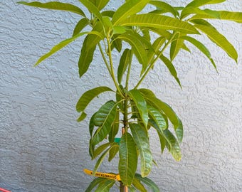 Grafted Kathy K3 Mango, (Kryptonite Mango), 3 gallon pot, Free Shipping! No California