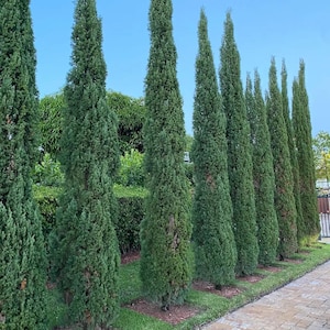 Italian Cypress, 1 Gallon Pot, 2 Foot Tall, Fully Rooted, FREE SHIPPING!