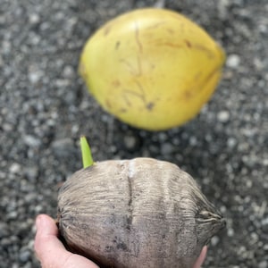 Cocco malese giallo nano certificato costaricano molto raro appena germogliato SPEDIZIONE GRATUITA immagine 5