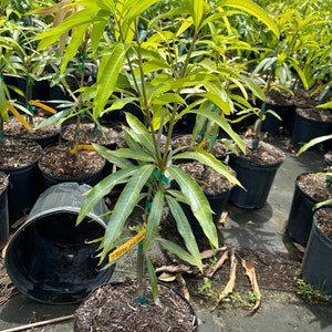 Grafted Ice Cream Mango, 3 gallon pot, Free Shipping! No California