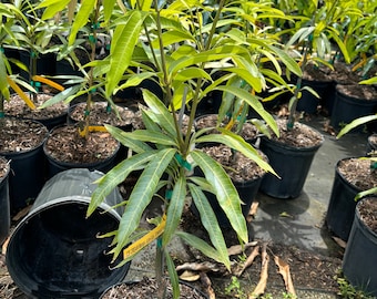Grafted Ice Cream Mango Tree - 3 Gallon Pot, Fully Rooted, Free Shipping!