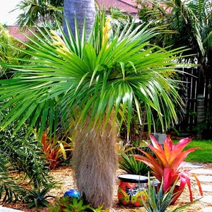 RARE Old Man Palm, 1 Gallon Pot size, (Scientific Name Cocothrinax Crinita), 100% Fully Rooted, LARGE 1 Gallon Plant, Free Shipping!!