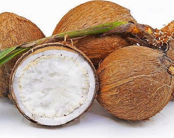 Sprouted Coconut Fruit, BOGO, Buy One Get One Free!! (Free shipping)