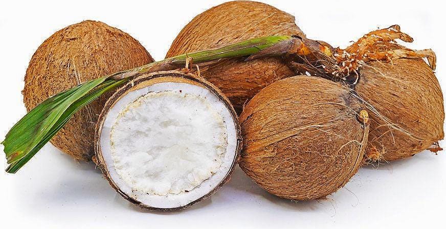 Sprouted Coconut Fruit: BOGO (Buy One Get One Free!) - Etsy 日本