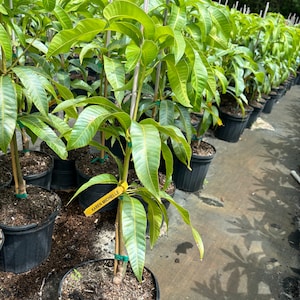 Grafted Karen Michelle Mango, 3 gallon pot, Free Shipping! No California