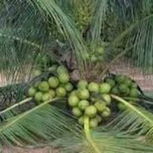 Rare Costa Rican Certified Dwarf Green Malayan Coconut (Free Shipping!) All orders will ship the first or second week of April