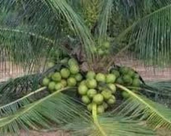 Rare Costa Rican Certified Dwarf Green Malayan Coconut  (Free Shipping!)