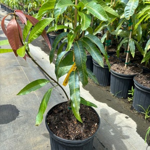 May include: A young mango tree in a black plastic pot. The tree has green and reddish-brown leaves and a yellow tag with text. Other potted trees are visible in the background.
