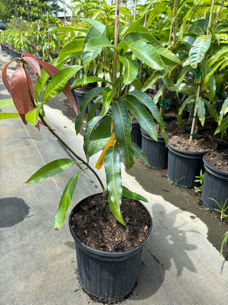 May include: A young mango tree in a black plastic pot. The tree has green and reddish-brown leaves and a yellow tag with text. Other potted trees are visible in the background.