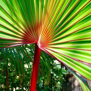 Red Latin Palm Latania Lontaroides Rare Endangered Palm FREE SHIPPING image 5