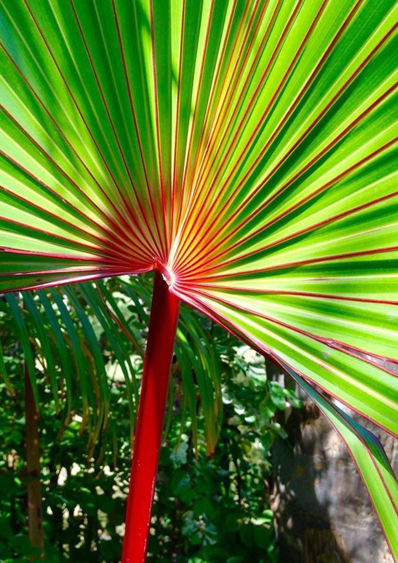 Red Latin Palm Latania Lontaroides Rare Endangered Palm FREE SHIPPING image 5