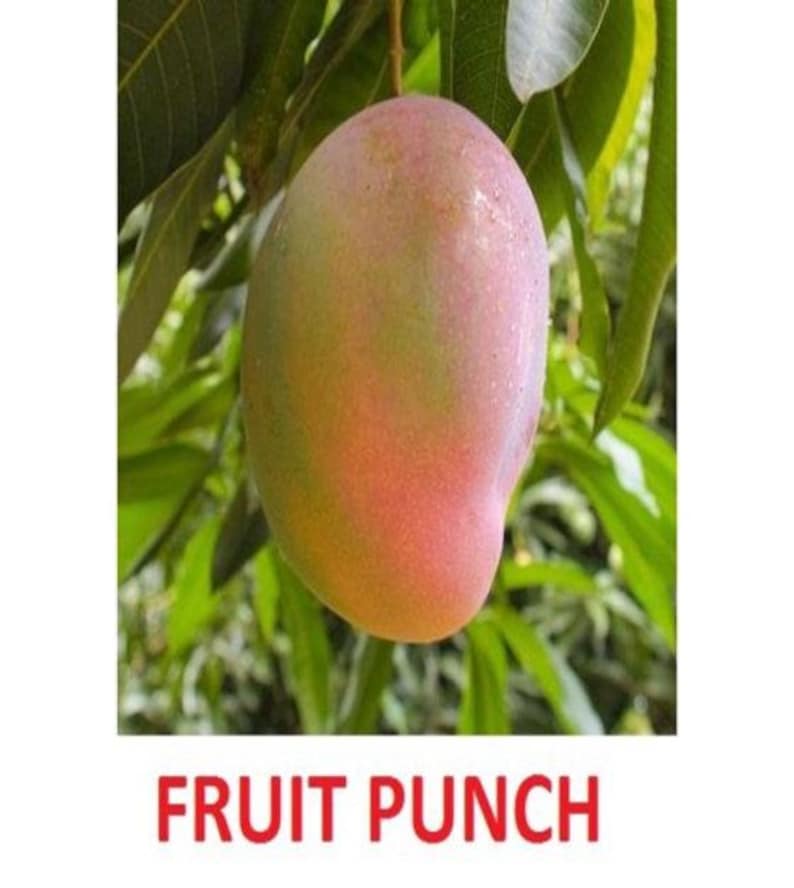 Grafted Fruit Punch Mango Tree - 3 Gallon Pot, Fully Rooted, Free ...
