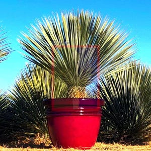 LARGE Beaked Yucca Rostrata Silver Select&#39;s,  from handpicked Mexican seeds, Exotic blue color, 3 Gallon Pot!! Free shipping!!