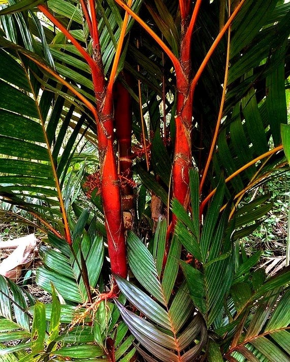 big elephant ear plant Hardy Elephant's Ear