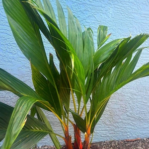 May include: A potted plant with bright green leaves and reddish-orange stems. The plant is in a black pot, set against a textured blue wall. The leaves are long and slender, with a slight curve.