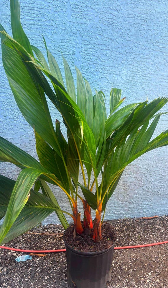 elephant ear plant zone Alocasia Borneo Giant Elephant Ear