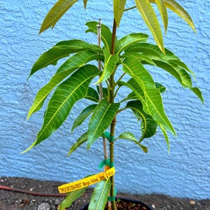 May include: A young mango tree in a black pot, with vibrant green leaves and a yellow tag that reads "TRIPLE SECSEACREST Mango, Yellow, June 12-18 oz". The tree is against a textured blue wall.