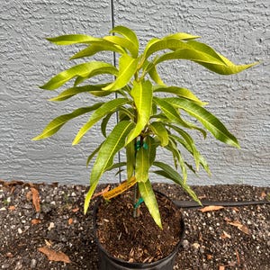 May include: A young mango tree in a black pot with brown soil. The tree has green leaves and a yellow tag that reads "The COLOSA Mango, USDA Z9-11".