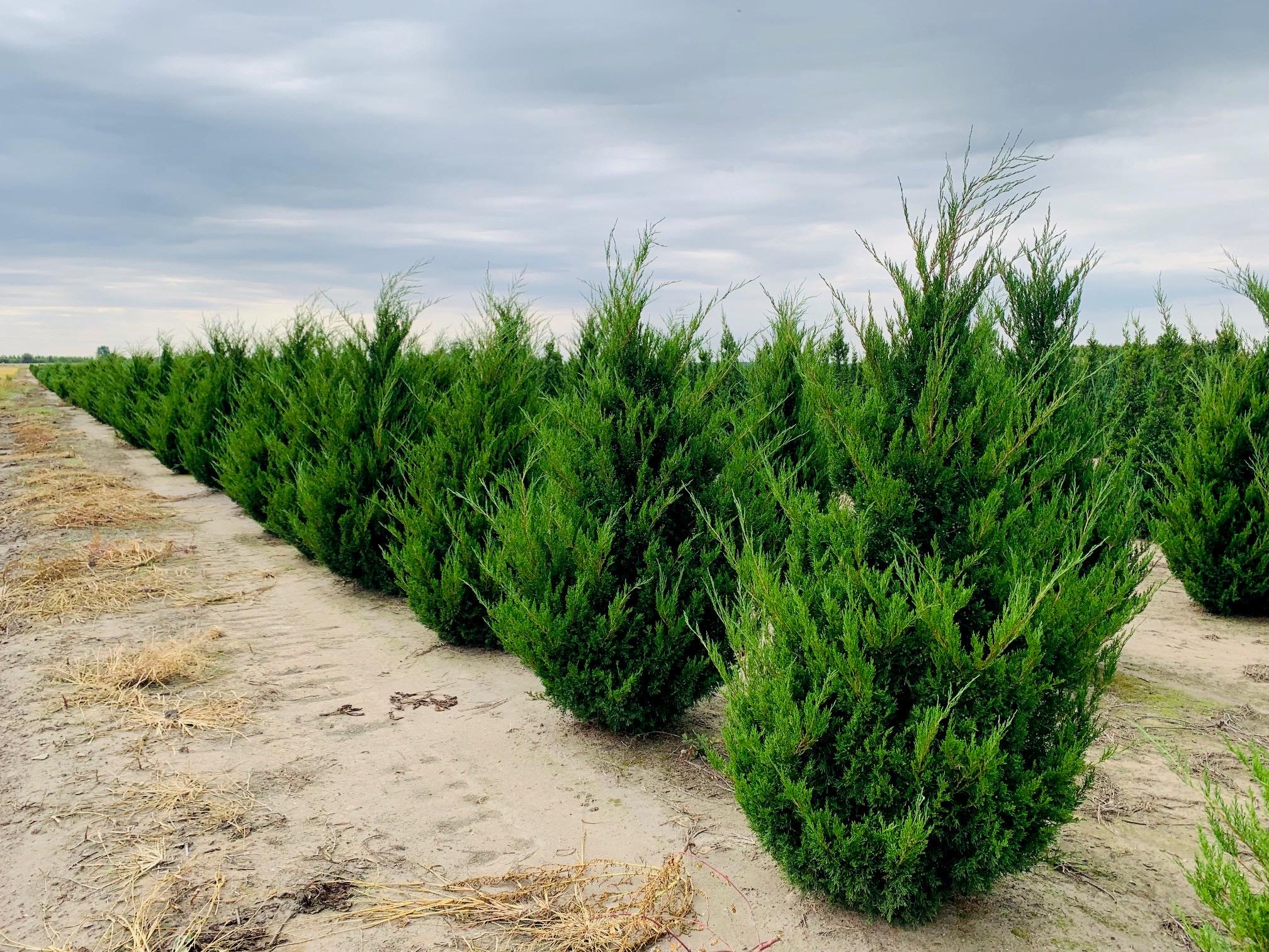 Jip Tree Hillspire Juniper Tree: 3 Gallon Pot, Fully Rooted, Free Shipping! - Etsy