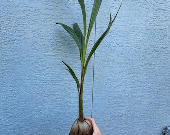 Cocotero enano verde malayo XXL raro - Planta de palmera viva de 60-90 cm - Semilla certificada de Costa Rica - Envío gratis - Árbol frutal tropical
