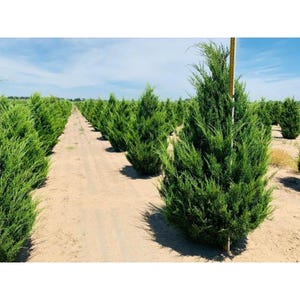 Hillspire Juniper (Juniperus virginiana), 3 Gallon, 2-3 foot tall, Free Shipping!