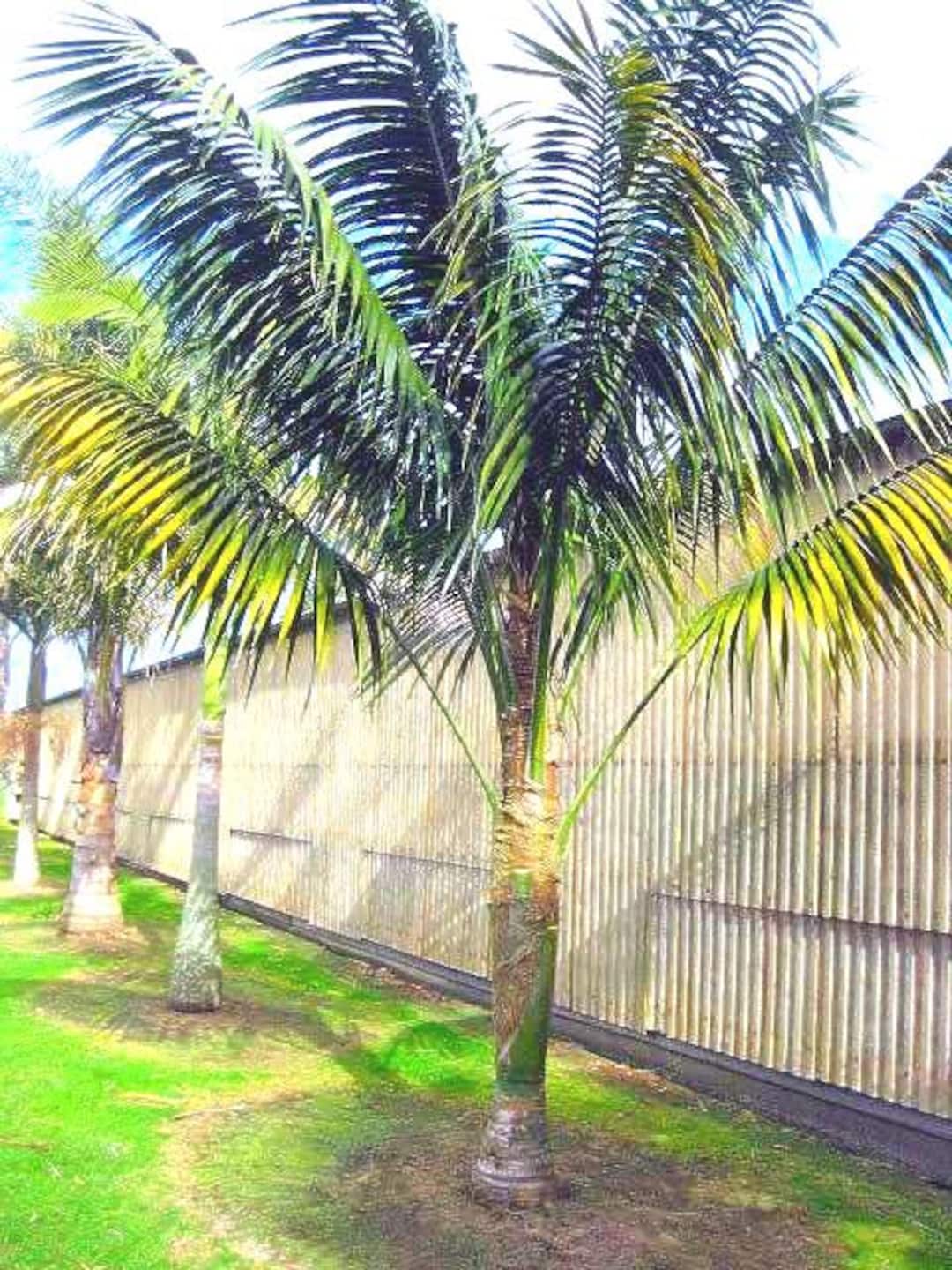Kentia Palm (howea Forsteriana) Large 3 Gallon Pot Fully Rooted, Free  Shipping! - Etsy