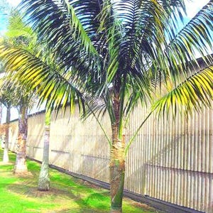 May include: Palm trees with green fronds and textured trunks stand in a row. They are set against a corrugated metal fence and a bright green lawn. The sky is visible in the background.