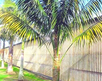 Kentia Palm (Howea Forsteriana) Large 3 gallon Pot fully rooted, Free Shipping!