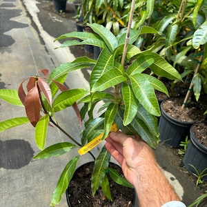 May include: A potted mango tree with green and reddish-brown leaves. The tree has a yellow tag that reads "PINEAPPLE PLEASURE MANGO". The tree is in a black pot and is supported by a bamboo stake. Other potted trees are visible in the background.