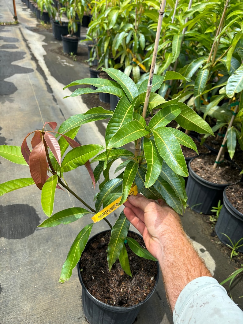 May include: A potted mango tree with green and reddish-brown leaves. The tree has a yellow tag that reads "PINEAPPLE PLEASURE MANGO". The tree is in a black pot and is supported by a bamboo stake. Other potted trees are visible in the background.