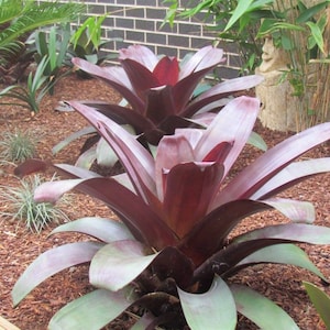 Imperial Bromeliad